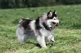 CHIEN FINNOIS DE LAPONIE 145
